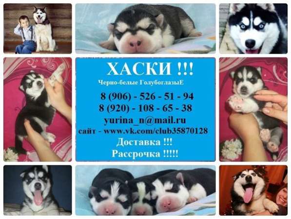 Щеночки Хаски черно-белые. голубоглазые !!!!! в Тамбове