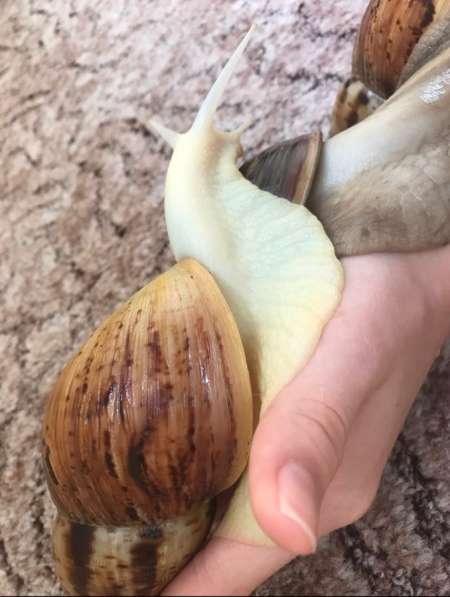 Улитки Ретикулята Альбино разнокровные в Хабаровске фото 10