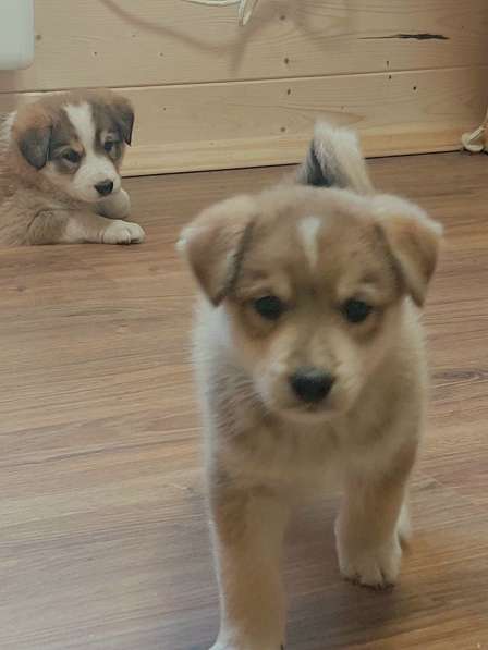 Щенок в Москве фото 8