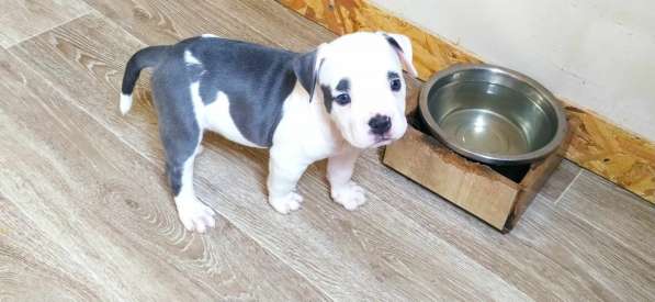 Мощные щенки амстаффа голубых кровей в фото 17