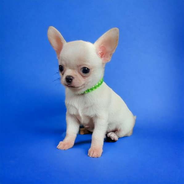 Chihuahua. Boy's