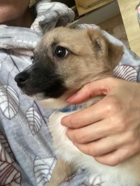 Трогательный щенок от маленькой собачки в Санкт-Петербурге фото 12