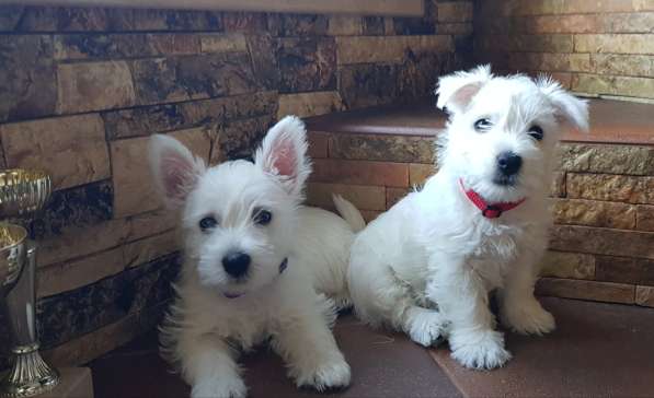 Очаровательные детки Вест Хайленд Вайт Терьер