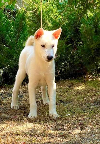 Щенки Японской собаки Кисю в Красноярске фото 6