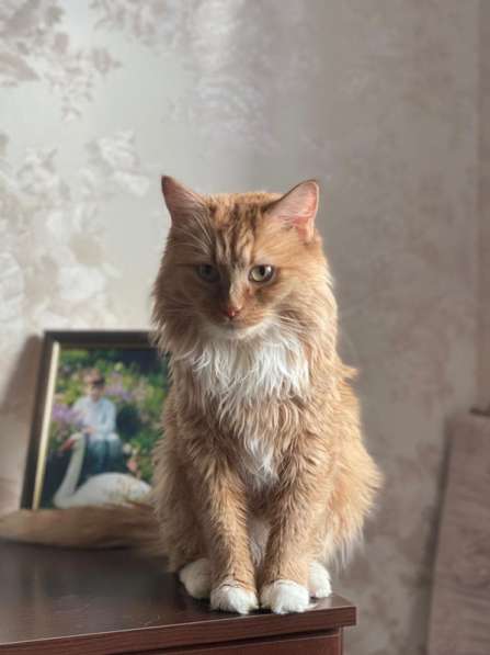 Рыжуля – кошка сложной судьбы. В поисках дома! в Москве фото 3