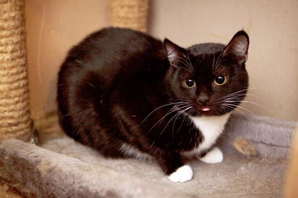 С печальным прошлым кошечка Арабика в Москве