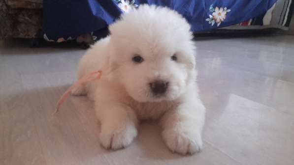 Щенки Мареммо-Абруцкая Овчарка в Краснодаре фото 23