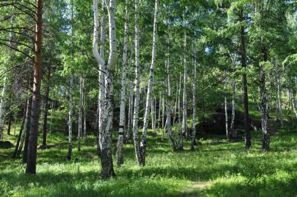 Земельный участок, 450 сот. под усадьбу, лес, озеро, соседи в Екатеринбурге фото 6