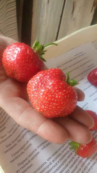 Продам саженцы клубники в фото 13