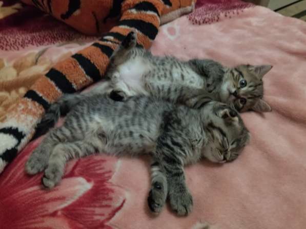 Котята в Туле фото 16