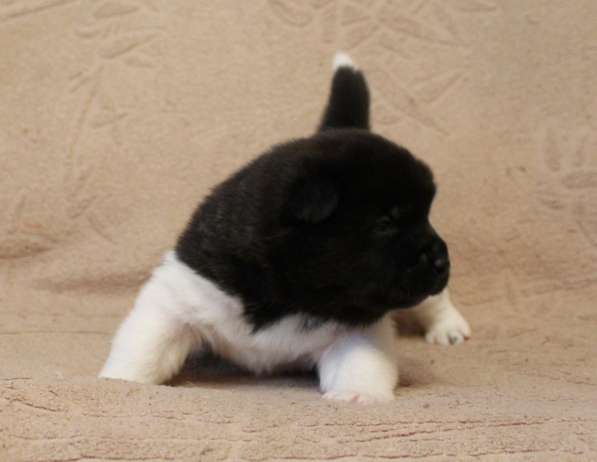 Щенки Американской акиты в Санкт-Петербурге фото 6