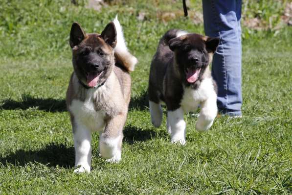 Щенки Американской Акиты в Санкт-Петербурге фото 3