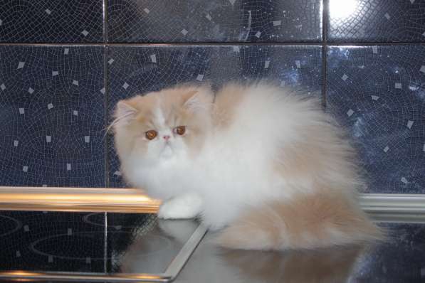 ГУЧЧИ в Москве фото 10