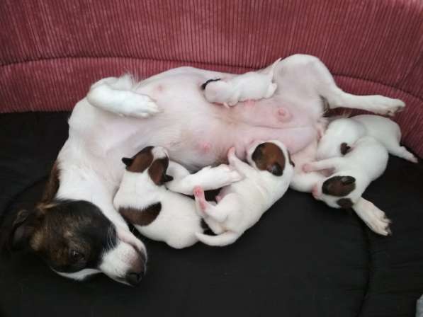 Продажа щенков в Севастополе фото 12