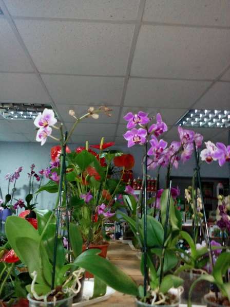 В наличии орхидеи цветущие и не цветущие в фото 16