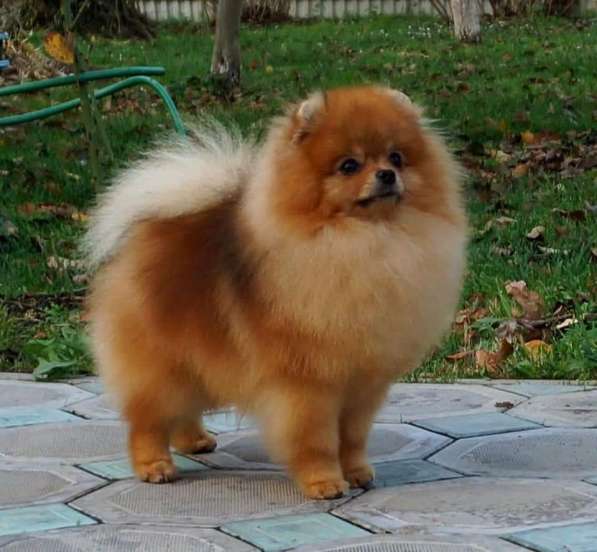 Erkek pomeranian boo