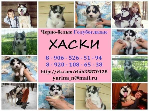 Черно-белые голубоглазые щеночки хаски