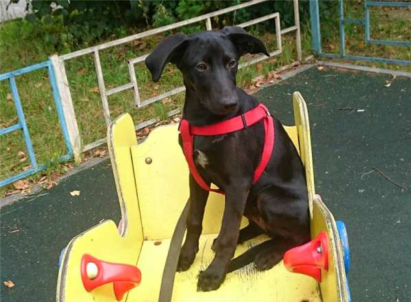 Ангел ищет семью в Москве фото 3