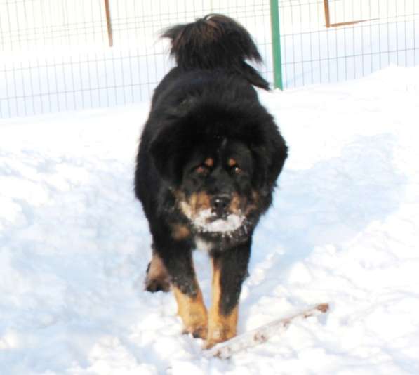 Тибетский мастиф - лучший страж на территории в Москве фото 125