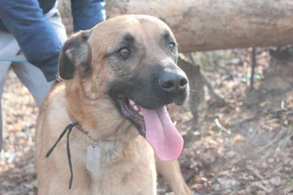 Метис риджбека Рекс в дар в Москве