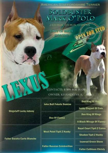 Милые мальчики и девочки Амстаффа резерв ркф в Москве фото 49