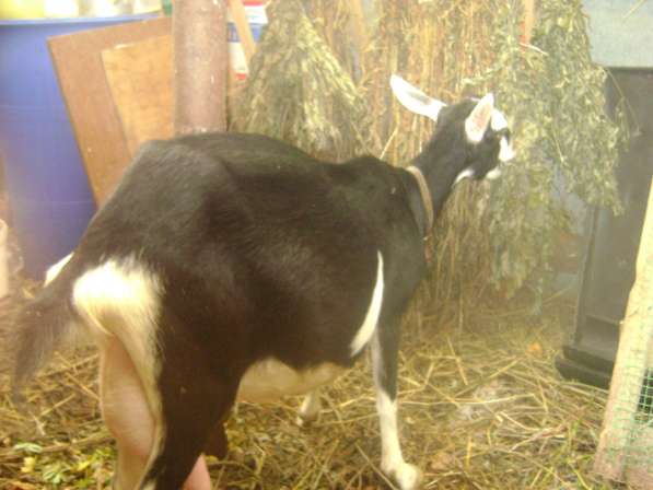 Продам козу в Дубне фото 4
