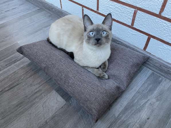 Подушка лежанка Barbaris для кошек Французский серый