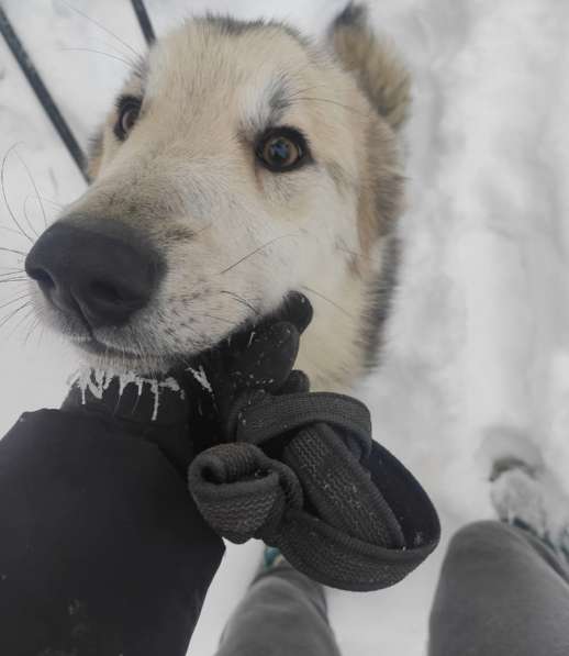 Очень ласковый пушистик ищет дом в Санкт-Петербурге фото 14