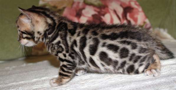 Бенгальский мальчик №3 в Санкт-Петербурге фото 6