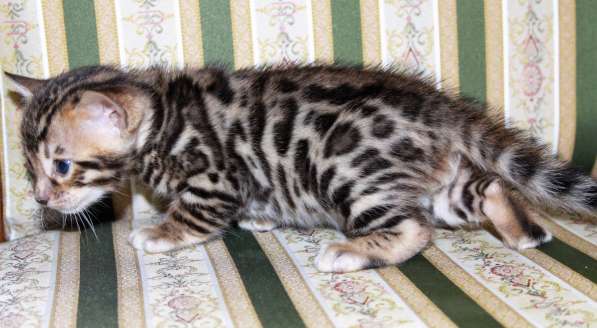 Бенгальский мальчик №3 в Санкт-Петербурге фото 3