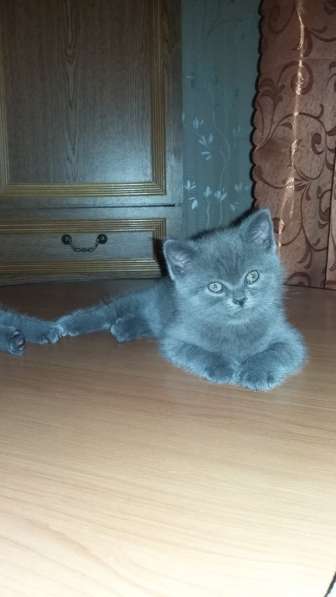 Котята бриташки вислоухий и прямоухий в Москве фото 7