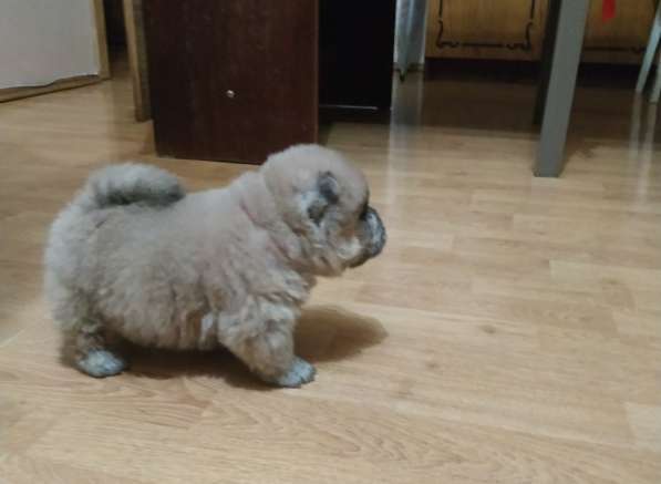 Чау-чау щенки в фото 6