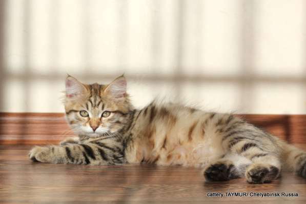 Сибирский котенок из питомника в Челябинске