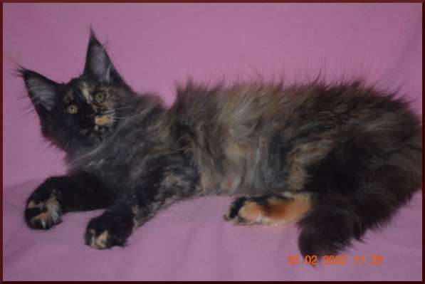 Роскошный черный котик мейн-кун из питомника в Астрахани фото 88