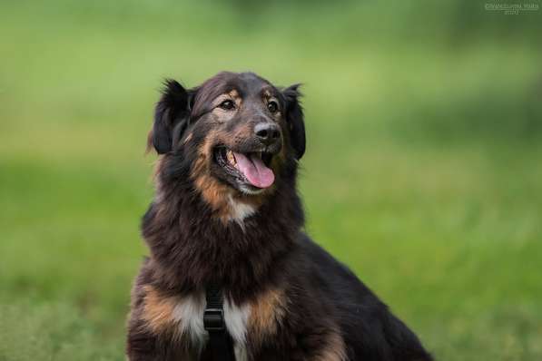 Собака-терапевт Пайпер ищет семью в Москве фото 18