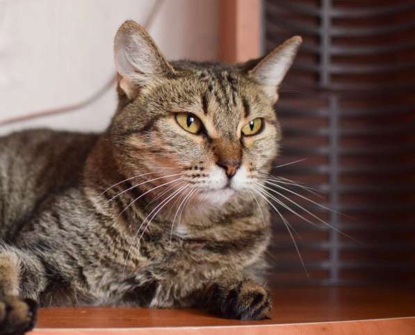 Алиса &mdash; беззащитное существо ищет дом в Москве фото 6