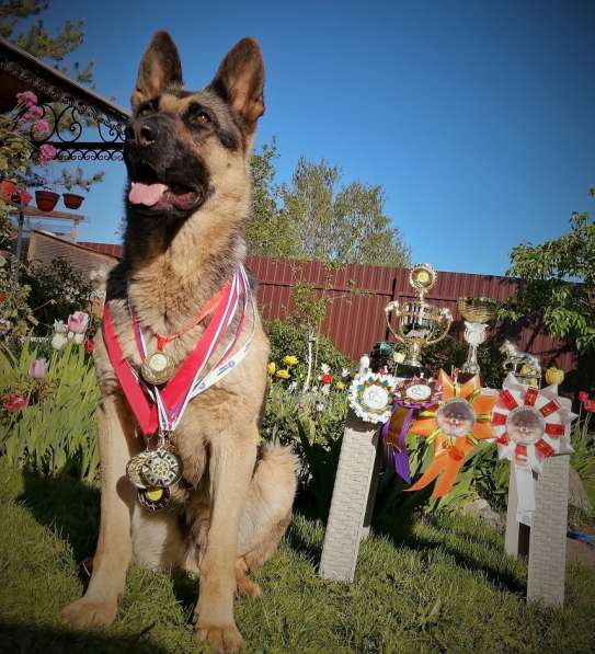 Щенки ВЕО с документами в Санкт-Петербурге фото 37