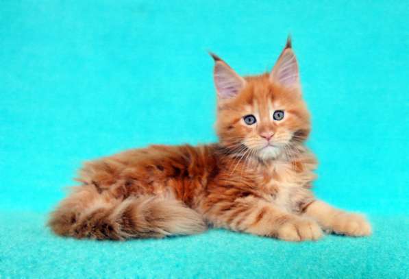 Апельсинки к Новому Году в Рязани фото 36