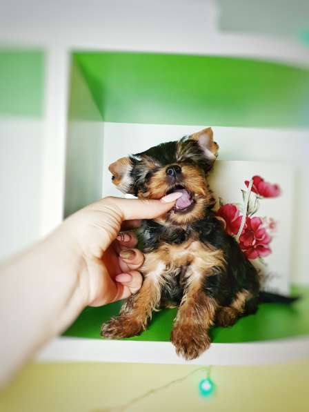 Yorkshire terrier puppy boy, girl, baby face в фото 5