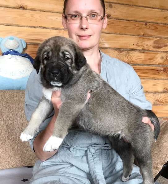 Щенки Кангала для ценителей породы в Москве фото 12