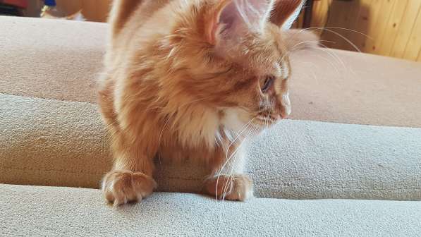 Красная кошечка мейн-кун в Санкт-Петербурге