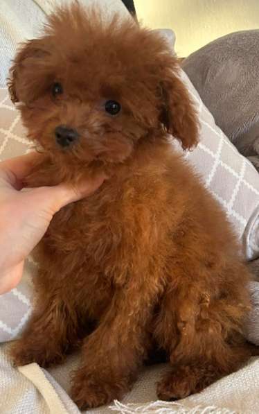 Poodle. Red girl в 
