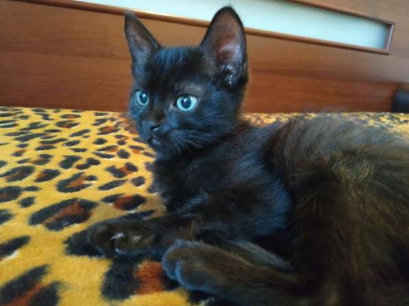 Котенок черный (метис Бомбейской кошки) в фото 11