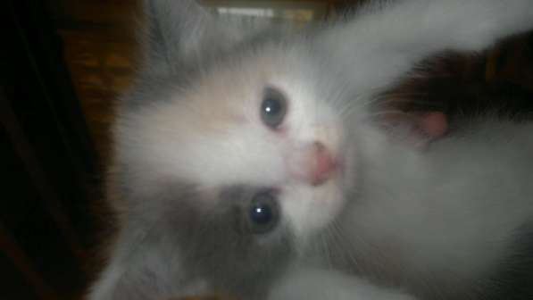 Британские полукровки в Самаре фото 7