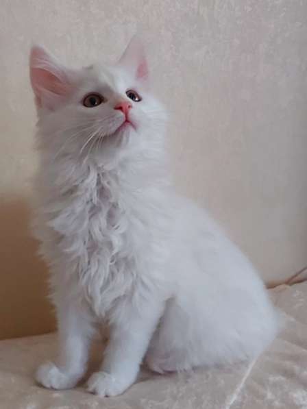 Maine Coon белая кошечка свободна в фото 13