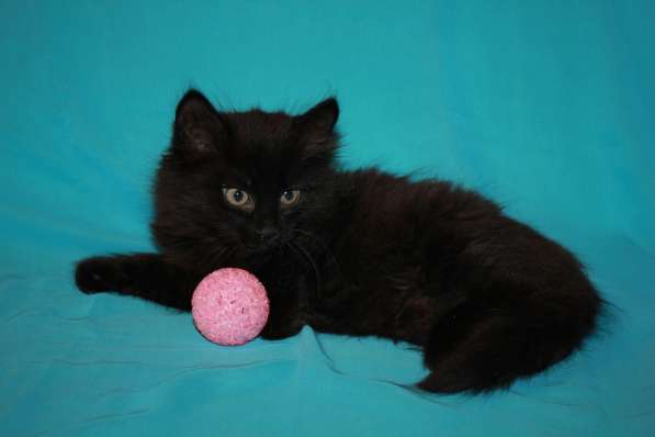 Котенок девочка в добрые руки в Москве фото 19