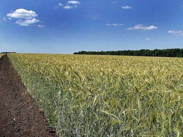 Семена Пшеницы, подсолнух, Бобовые, Ячмень Пшеница Горох КФХ в Волгограде фото 3