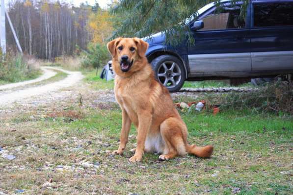 Ярко-рыжая собачка Виля ищет своего человека в Москве фото 3