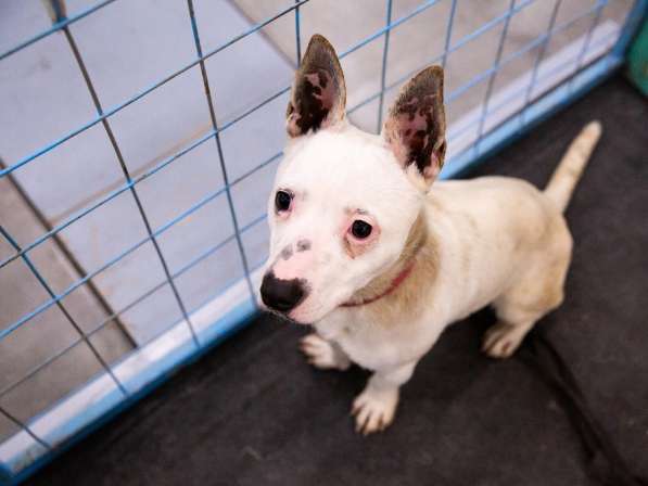 Маленькая умная собачка ищет дом в Санкт-Петербурге фото 19