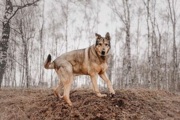 Большой добрый Борман ищет семью в Москве фото 20